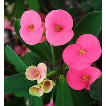Sıcak Pembe Dikenler Tacı Euphorbia Fidanı 10-30 Cm