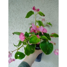 Seker Begonyasi Pembe 10-20cm
