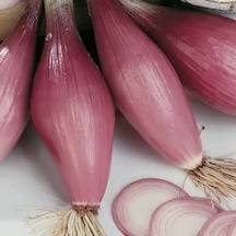 60+ Kırmızı Uzun Floransa Soğanı Tohumu N116160