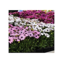 Kalıcı Bodrum Papatyası Tohumu - Sarı Ve Pembe Renkli - 5 Tohum