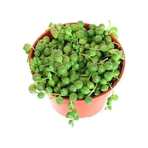 Senecio Rowleyanus Tesbih Çiçeği