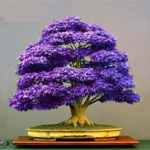 Bodur Mor Azalea Bonsai Ağacı Tohumu 5 Adet Tohum