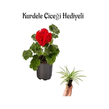 Hediyelik Kırmızı Renk Sardunya Çiçeği Sevgililer Gününe Özel Kurdele Çiçeği Hediyeli