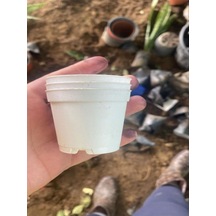 Nura Botanik Katı Plastik Sukulent Saksısı 10 Adet Beyaz 5.5 Cm