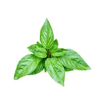 Dogal GReen Flesh Geniş Yapraklı Aromatik Fesleğen Tohumu 50 Toh