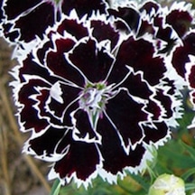 Dianthus Heddewigii Black White Karanfil Çiçeği 100 Adet