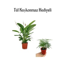 Beyaz Çiçekli Barış Çiçeği Kadınlar Gününe Özel Tül Kuşkonmaz Hediyeli