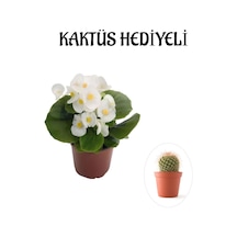 Hediyelik Beyaz Şeker Begonya Çiçeği Sevgililer Gününe Özel Kaktüs Hediyeli