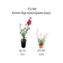 Kırmızı Oya Ağacı+ Gaura Çiçeği 2'li Set Dış Mekan Bitkisi