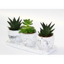 TRİO BEYAZ SUKULENT SETİ - Haworthia, Gasteria Obliqua