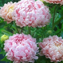 Soft Pembe Ponpon Aster Çiçeği Tohumu 50 Tohum