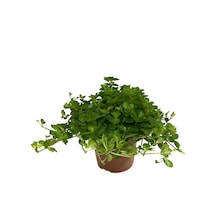 Peperomia Rotundifolia Ø12 CM Y15-20 CM