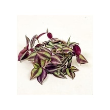 Alacalı Kahve Yeşil Zebrina Telgraf Çiçeği 10-20 Cm