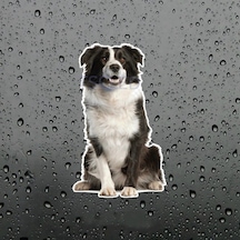 Collie Köpek Araba Sticker Su Geçirmez Model 4