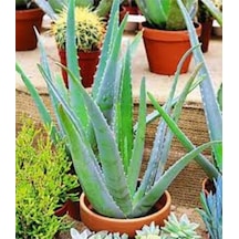 20 Adet Tohum Organik Aleovera Çiçeği Tohumu Balkon Aloevera Çiçek Tohumu Saksı Toprak Hediye