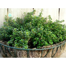 500+ Aromatik Kekik Tohumu N113345