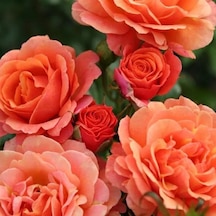 Tüplü Kordes Soğuklara Dayanıklı Çok Goncalı Orange Juwel Yediveren Gül Fidan