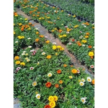 Kırmızı-koyu Pembe Gazanya Çiçeği 2 Adet Saksılı 10-20cm Balkon/teras Çiçeği