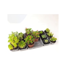 Dancemonkey Cbtx 8'li Çekmece Organizatörü, Keçe Saklama Kutuları - Açık Gri Ahşap