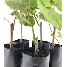 Hayward Kivi Fidanı-erkek 35-40 Cm Bol Verimli Soğuğa Dayanıklı