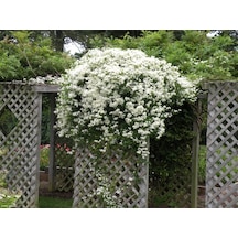 10+ Adet Clematis Çiçeği Tohumu Muhteşem Kokulu