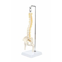 Esnek Omurga Modeli, Femur Başlı, 45 Cm - Omurga Maketi 01