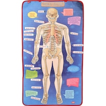 Tox İskelet Sistemi Keçe Duvar Panosu . Eğitici Oyuncak