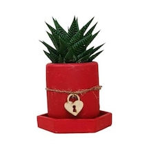 Sukulent Haworthia Kırmızı Saksıda