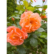 Avantajlı Sarmaşık Gül Turuncu Renkli 60 80 Cm 1 Adet Saksılı Aşılı Gül Orange Rose
