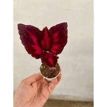 Kırmızı Bordo Renk Yaprak Güzeli Çiçeği Fidanı 1 Adet