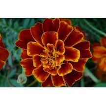 Karagöz Çiçeği Tohumu 50+ Tohum N114387