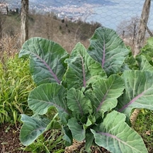 Kara Lahana Karadeniz Tohumu 2 Gram 1 Paket