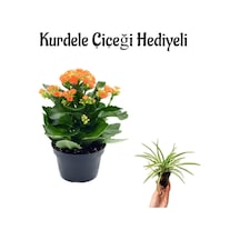 Hediyelik Turuncu Renk Kalanşo Kalanchoe Çiçeği Sevgililer Gününe Özel Kurdele Çiçeği Hediyeli