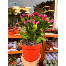 Videolu Pembe Yılbaşı Çiçeği 1 Adet Saksılı 15-25cm Iç Mekan Ev Salon Bitkisi Schlumbergera Pink