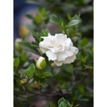 Videolu 1 Adet Çiçekli Mis Kokulu Gardenya Çiçeği 20-35 Cm Saksılı Iç Mekan Bitkileri Gardenia