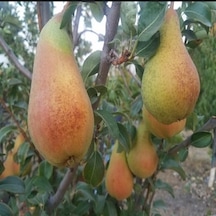 Tüplü Aşılı Aromalı Abete Fetel Armut Fidanı