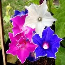 10 Adet Tohum Ipomea Purpurea Çiçeği Tohumu
