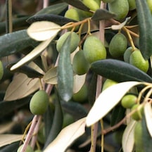 Tüm Bölgelere Uygun Tüplü Domat Çekirdekli Zeytin Fidanı