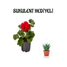 Hediyelik Kırmızı Sardunya Fidanı Sevgililer Gününe Özel Sukulent Hediyeli