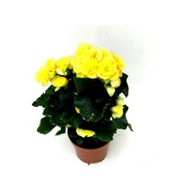 Begonya Çiçeği Fidanı Sarı 10-20 Cm
