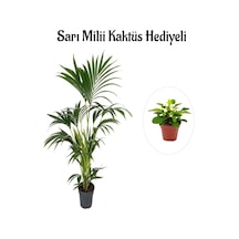 Canlı Yapraklı Areka-areca Salon Palmiyesi Sevgililer Gününe Özel Sarı Milli Hediyeli