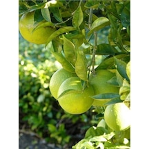 Citrus Limon Yediveren 80 Cm 100 Cm