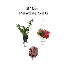 3'lü Peyzaj Seti Katmerli Ful Yasemin Kırmızı Petunya Çiçeği Curf