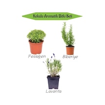 Aromatik Kokulu Mutfak Seti, Fesleğen Fidesi + Biberiye Fidanı + Lavanta Fidesi, 3 Adet