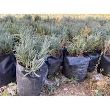 Angustifolia Lavanta Fidanı 1 Adet 10-20 Cm
