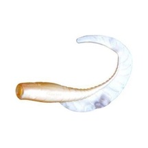 Sea Horse Prenses 2 Li Paket 7.5 Cm L02