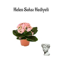 Hediyelik Açık Pembe Kalanşo Kalanchoe Çiçeği Sevgililer Gününe Özel Helen Saksı Hediyeli
