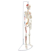 Esnek İnsan İskeleti Modeli, Sinirleri Ve Kasları Gösteren, 85 Cm - İskelet Maketi 01
