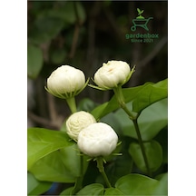 Mis Kokulu Katlı Ful Yasemin Çiçeği 1 Adet Saksılı 40-60cm Jasminum Sambac
