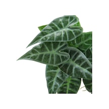 Yapay Caladium Sarmaşık Demeti 55 cm